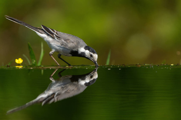 Pied Wagtail or White Wagtail (Motacilla alba) hanging around a pond for a drink and some food in the Netherlands - Photo, Image