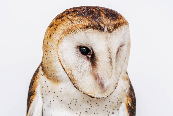 owl, high resolution baby owl photo. Barn Owl (Tyto furcata or Tyto alba), also known as Barn Owl, Catholic Owl, and Deathshroud, this species belongs to the Tytonidae family. - Φωτογραφία, εικόνα