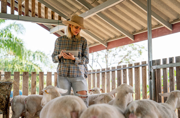 Kaukasische mooie vrouw boer houden tablet en rond te lopen om de gezondheid te controleren en zorg schapen in stabiel van haar boerderij in concept van slimme landbouw en technologie ondersteuning op de werkplek. - Foto, afbeelding