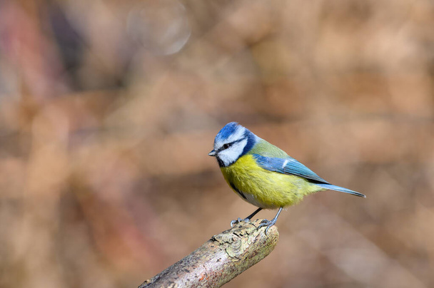 Blue Tit, Cyanistes Caeruleus, perched on a tree branch against a blurred background. Winter. Side view, lookiing left - Foto, Imagem