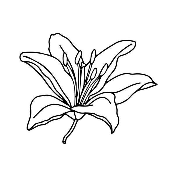 Lily flor diseño dibujado a mano, elemento vector floral aislar sobre fondo blanco - Vector, imagen