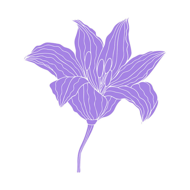 Lily flower hand drawn design, floral vector element isolate on white background - Vector, Imagen