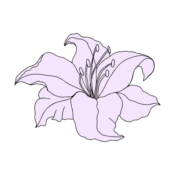 Lily λουλούδι στο χέρι σχέδιο, floral διανυσματικό στοιχείο απομονώσει σε λευκό φόντο - Διάνυσμα, εικόνα