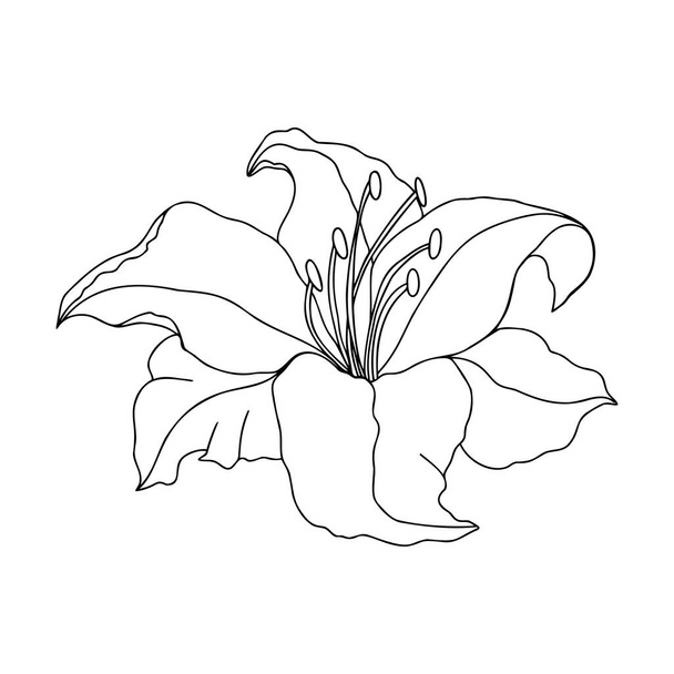 Lily flor diseño dibujado a mano, elemento vector floral aislar sobre fondo blanco - Vector, imagen