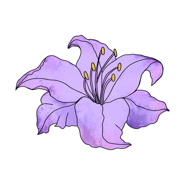 Lily çiçek el çizimi tasarım, çiçek vektör ögesi beyaz arkaplanda izole - Vektör, Görsel