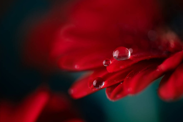 Red gerbera flower petals with water drops close up. Macro photography of gerbera flower petals with dew. - Photo, Image