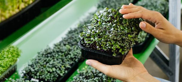Woman holding box with microgreen, Small business indoor vertical farm. Close-up of healthy vegetarian vitamin fresh food. Microgreens growing background with raw sprouts in female hands - Valokuva, kuva
