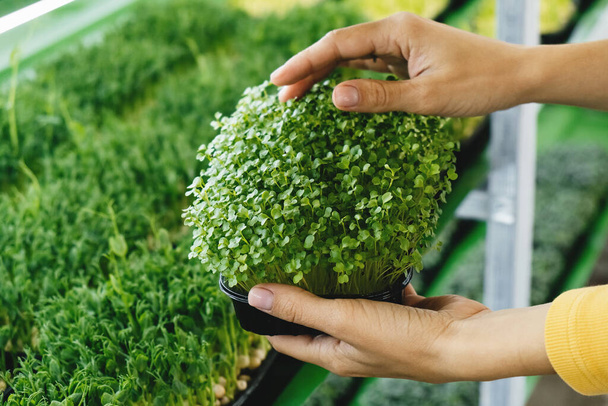 Woman holding box with microgreen, Small business indoor vertical farm. Close-up of healthy vegetarian vitamin fresh food. Microgreens growing background with raw sprouts in female hands - Valokuva, kuva