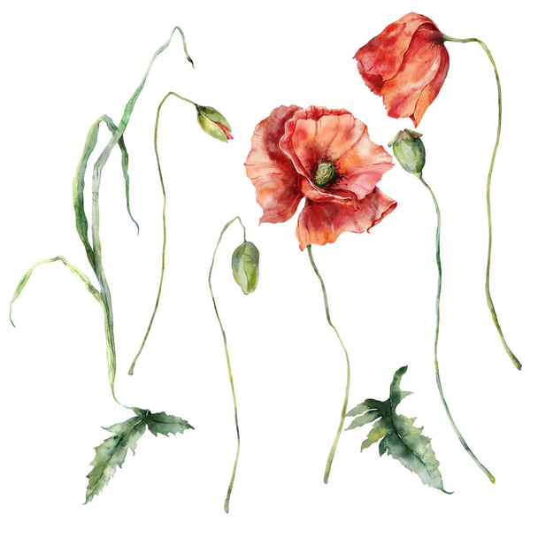 Watercolor meadow flowers set of poppies and leaves. Hand painted floral elements of wildflowers isolated on white background. Holiday Illustration for design, print, fabric, background - Fotoğraf, Görsel