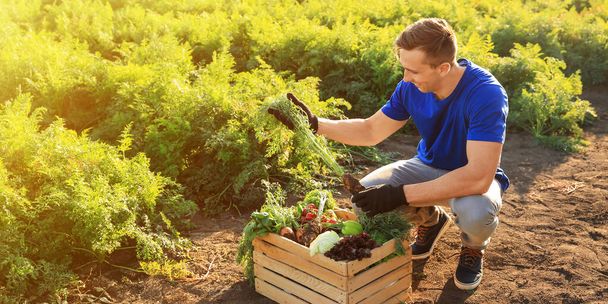 Agriculteur mâle cueillant des légumes dans le champ
 - Photo, image