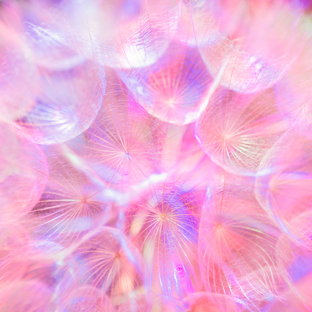 Kolorowe pastelowe tło - żywy kwiat mniszek streszczenie - Zdjęcie, obraz