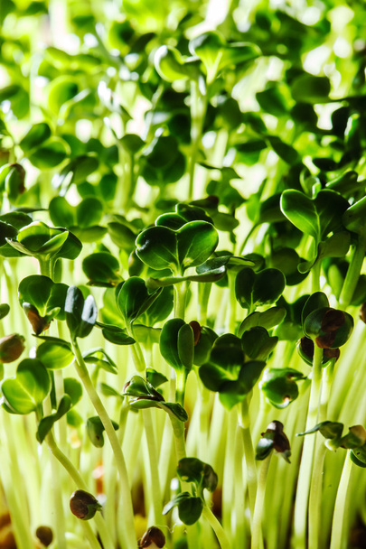 Nutritious green sprouts - Fotoğraf, Görsel