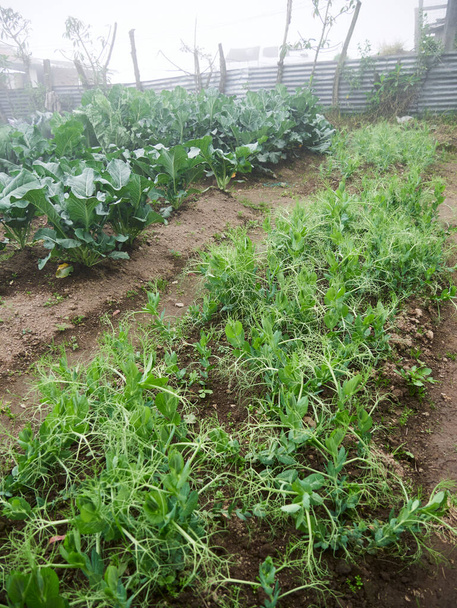Vidéki mezőgazdaság: a zöldségtermesztés, a munkások növekedése - Fotó, kép