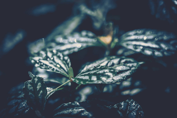 Closeup green leaves backgroun; Natural foliage textured - Fotó, kép