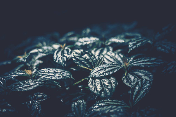 Closeup green leaves backgroun; Natural foliage textured - Valokuva, kuva