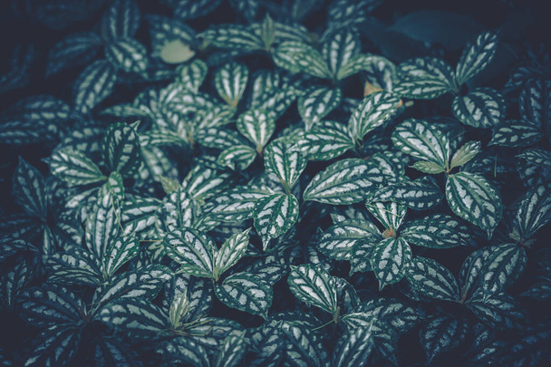 Closeup green leaves backgroun; Natural foliage textured - Valokuva, kuva