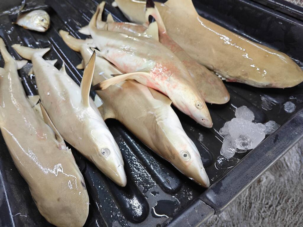 tiburones bebé en la bandeja para la venta - Foto, Imagen