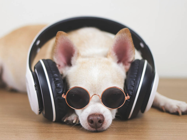 Portret van een bruine chihuahua hond met een zonnebril, luister naar de muziek van een koptelefoon, liggend op een houten vloer. ontspannen tijd of reisconcept. - Foto, afbeelding