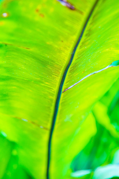 Green leaf background, Thailand. - Фото, зображення