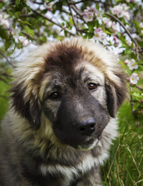 Прекрасная кавказская пастушья собака в весенней природе - Фото, изображение