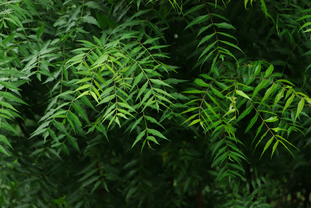Azadirachta indica - A branch of neem tree leaves. Natural Medicine. - Photo, image