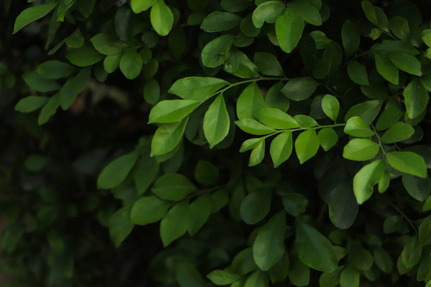 green leaves for background and wallpaper - Photo, Image