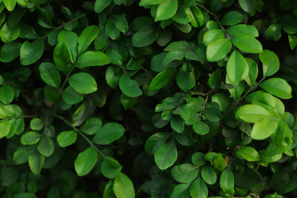 Fresh green leaf background in tropical forest - 写真・画像