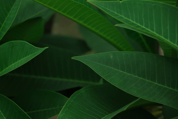 Green leaves pattern background, Natural background and wallpaper - Фото, зображення