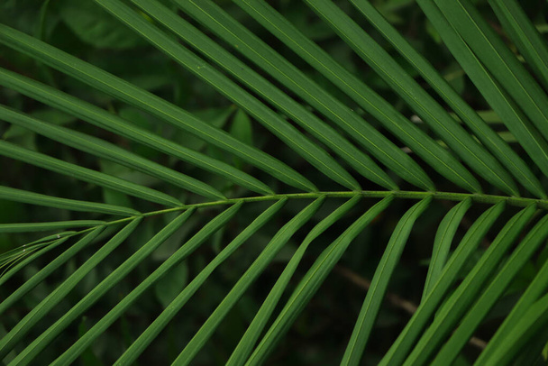 coconut leaf texture close up - Photo, Image