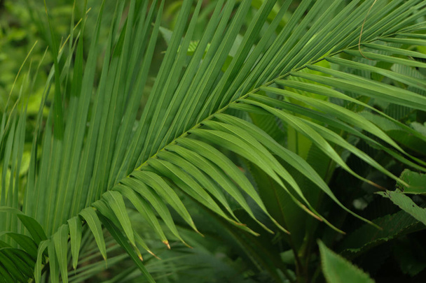 Texture of fresh coconut leaf - Photo, Image