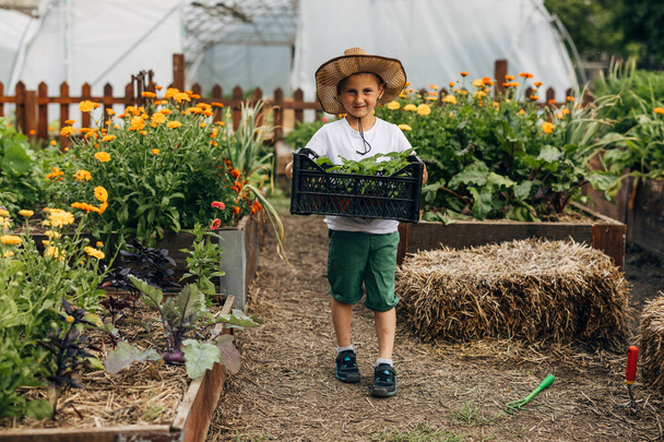 Cute young Caucasian boy carrying a crate with little plants for the garden. - Foto, Bild