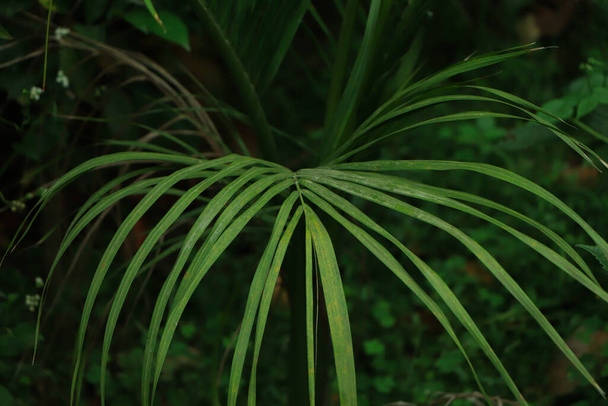 Donkergroene achtergrond van kokosnoot blad - Foto, afbeelding