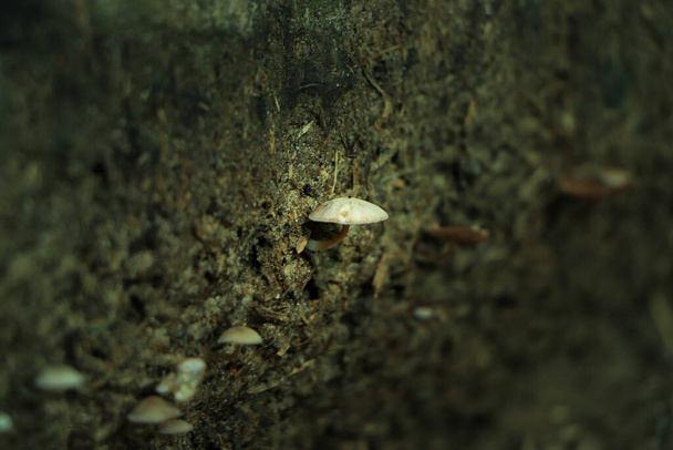 Tiny mushroom glowing in sunlight in the forest - Fotografie, Obrázek