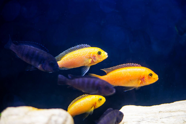 sárga halrajok Danio glofish és Pseudotropheus úsznak az akváriumban. - Fotó, kép