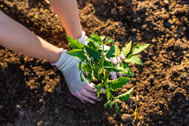 Woman farmer planting seedlings of tomatoes in the garden. Selective focus. Nature. - Foto, Imagen