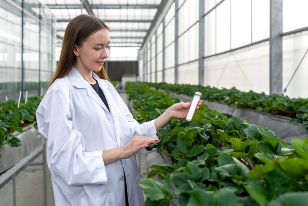 Joven investigadora de frutas caucásicas en bata blanca sosteniendo urea en botella de preforma PET mientras trabaja en granja de fresas de interior. - Foto, Imagen