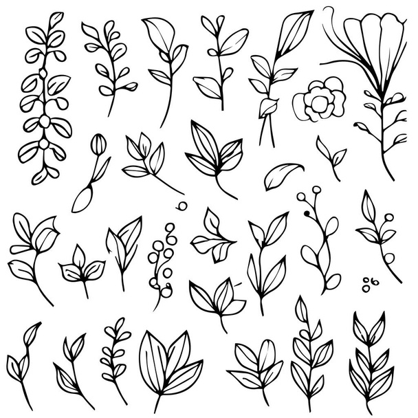 набор цветковых растений ручной работы, ботанические элементы, рисунок ботанической линии, страницы ботанической раскраски, ботанические элементы, ботаническая иллюстрация цветов, ботаническая иллюстрация черно-белая, листья ботанической линии,  - Вектор,изображение