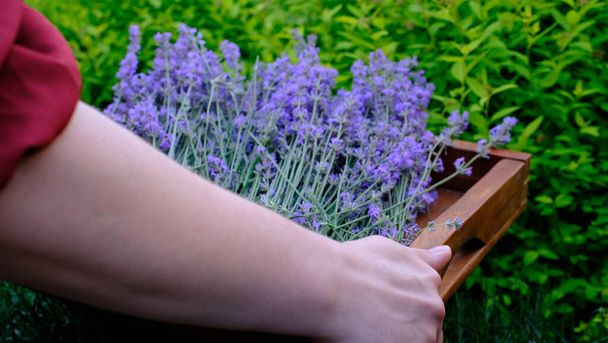 De cerca. Jardinero florista femenino caminando en el campo de la lavanda de primavera con cesta y flores y dejando. .. Imágenes de alta calidad 4k - Foto, Imagen