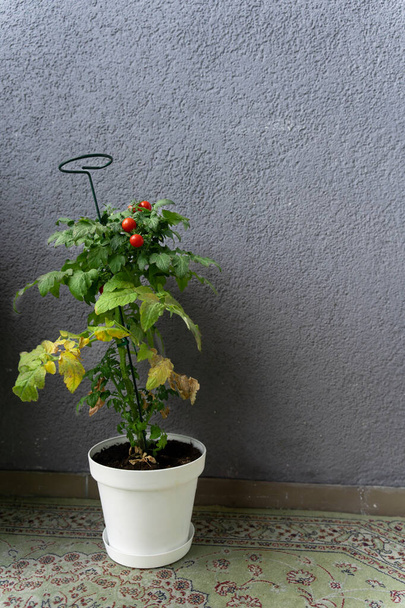 Um arbusto de tomates cereja maduros Tiny Tim Tomato em uma panela branca cultivada em casa na varanda. Algumas das folhas ficaram amarelas ou secas. - Foto, Imagem