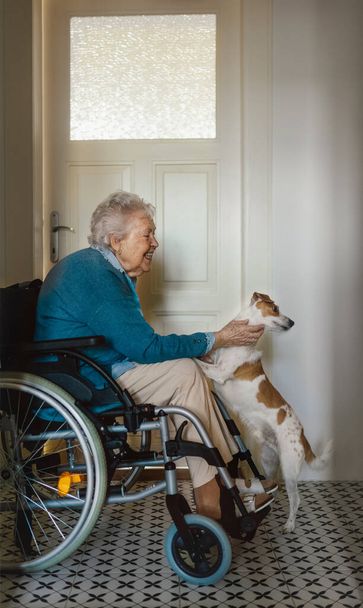 Senior woman on wheelchair enjoying time with her little dog. - Foto, Imagen