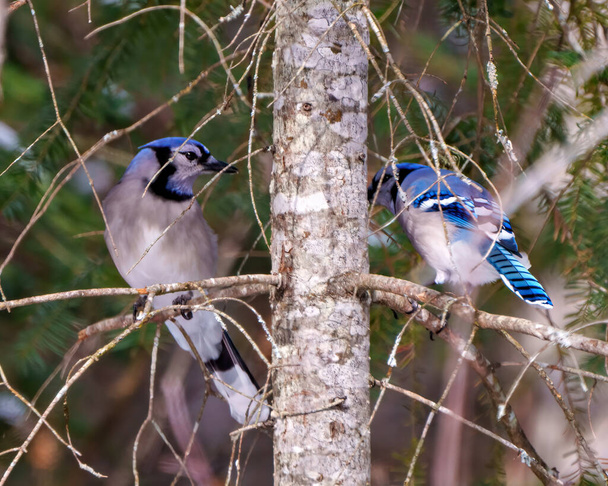 Mavi Jay kuşları, çevrelerinde ve yaşam alanlarında bulanık orman arka planına sahip mavi renkli tüyleri gösteren bir dala tünemiş profil görüntüsü oluştururlar. Jay Portresi. - Fotoğraf, Görsel