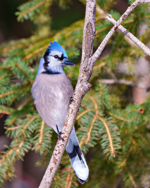 Blue Jay close-up view perched on a branch with a blur soft background in the forest environment and habitat surrounding displaying blue feather plumage wings. Jay Picture. Portrait. - 写真・画像