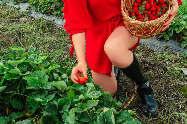 Crop woman put strawberries in basket farm ecotourism - Foto, imagen
