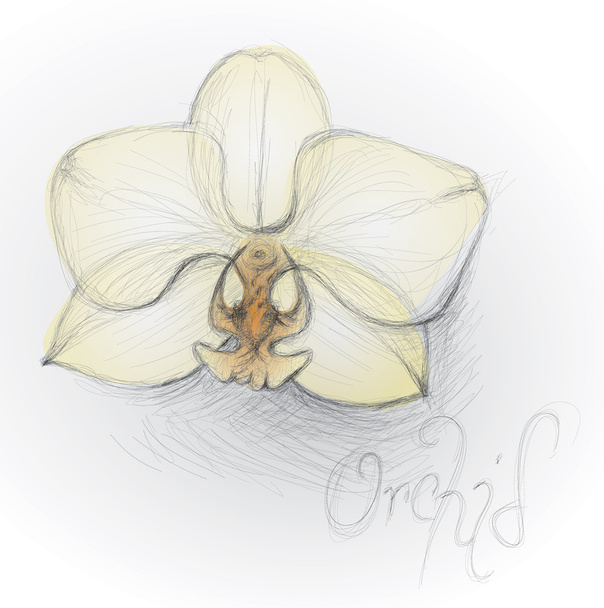 Орхидея
 - Вектор,изображение