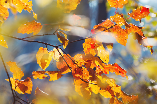 Yellow autumn leaves - Fotografie, Obrázek