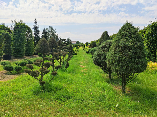 Dekorativní stromy a sazenice mladých keřů v zahradním centru v letní den - Fotografie, Obrázek