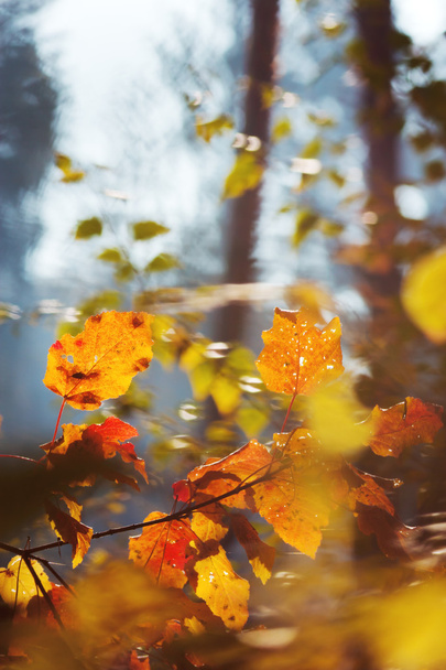 Yellow autumn leaves - Фото, изображение