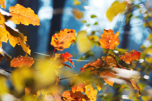 Yellow autumn leaves - Photo, Image