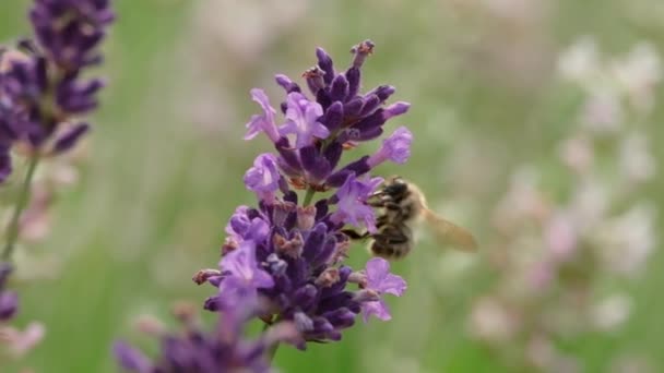 Lähikuva lentävästä hunajamehiläisestä aurinkoisena kesäpäivänä. Keräämme nektaria ja siitepölyä laventelin kukista. Hidastus - Materiaali, video