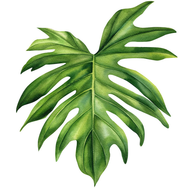 Green palm leaf on isolated white background. Botanical tropical flora. Watercolor illustration hand drawing. High quality illustration - Φωτογραφία, εικόνα